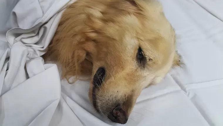 What Every Pet Owner Needs to Know about Canine Sepsis