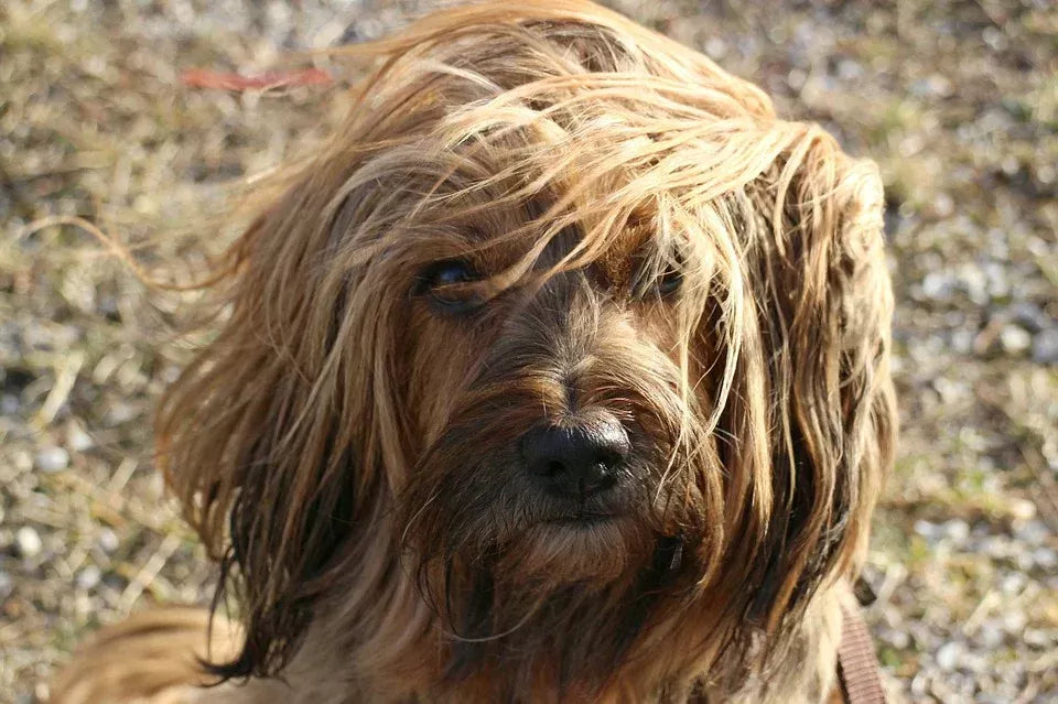 Understanding and Manging Matted Dog Hair