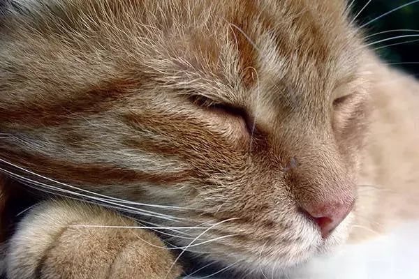 Bronchitis in Cats: Causes, Symptoms, Diagnosis, and Treatment