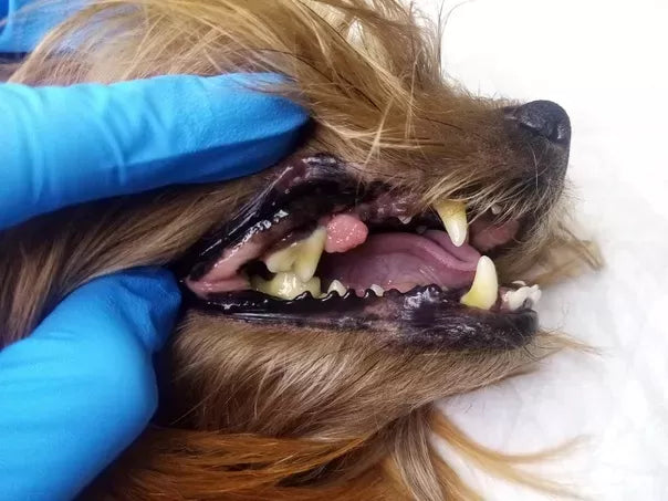 Epulis in Dogs: Causes, Symptoms, and Treatment