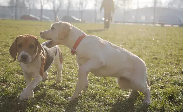 Why Do Female Dogs Hump