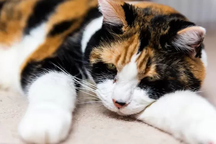 A Guide on How to Tell if A Cat Is Dehydrated