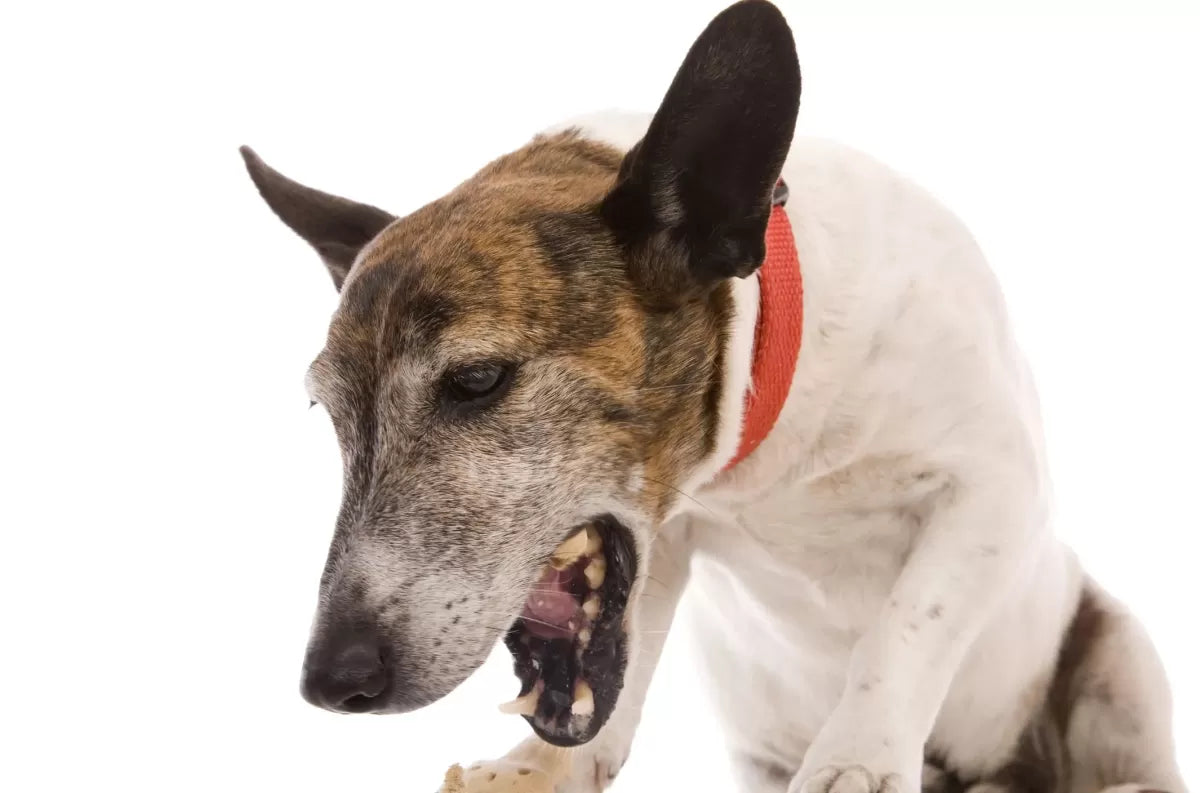 Bronchitis/ Pneumonia in Dogs