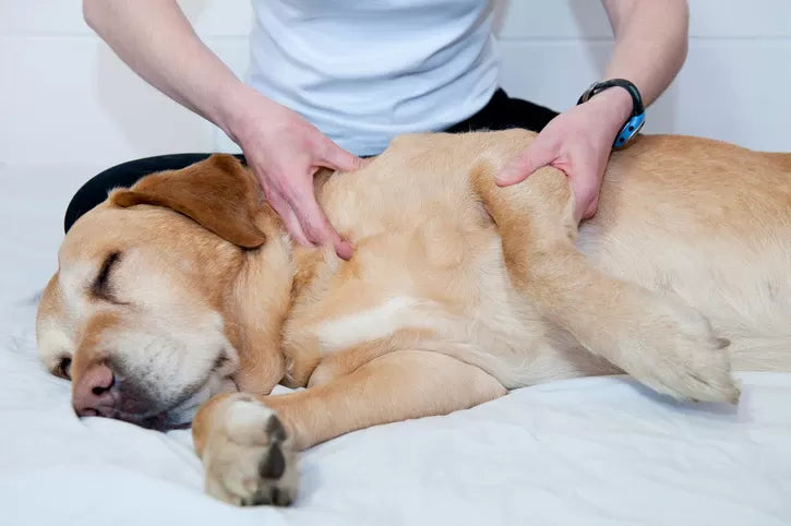 Dog Joint Pain Home Remedies: Natural Solutions for Comfort