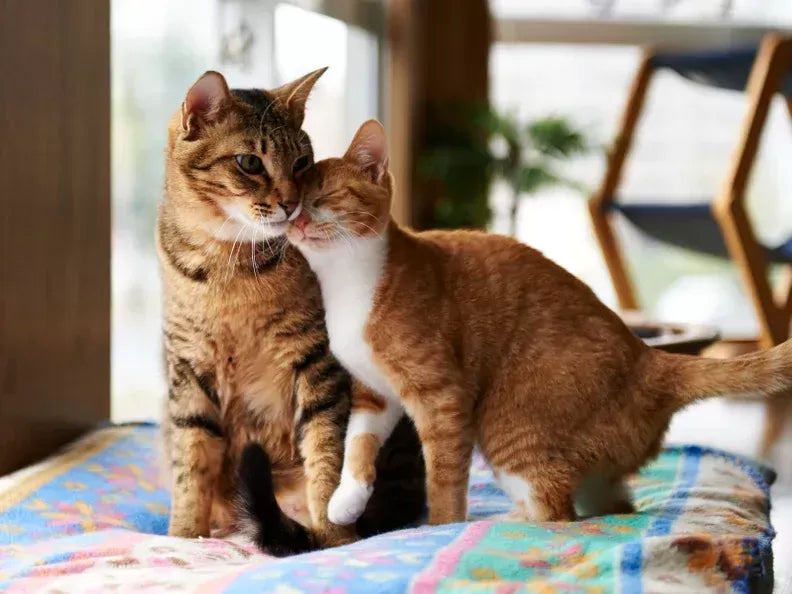 How to Get Cats to Get Along: A Comprehensive Guide