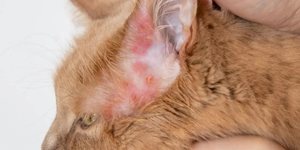 Understanding and Managing Cat Rashes: Causes, Symptoms, and Treatment
