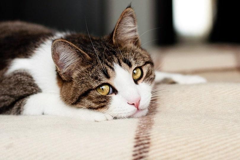 How Do Cats Apologize