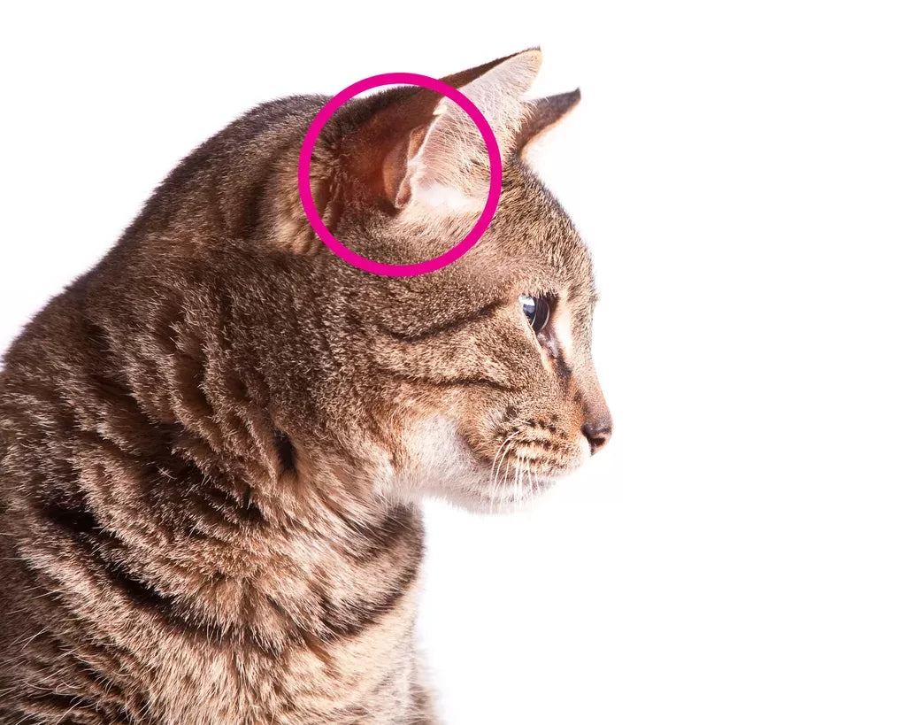 Understanding Slits in Cats' Ears
