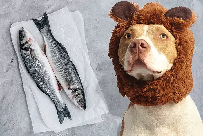 Trematodes in Dogs: Understanding the Hidden Parasitic Threat