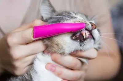 Gingivitis in Cats: Causes, Symptoms, and Treatment