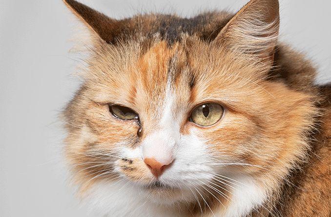 Cat Eye Gunk