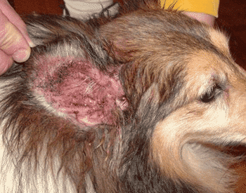 Dog Ear Infection: Yeast or Bacteria?