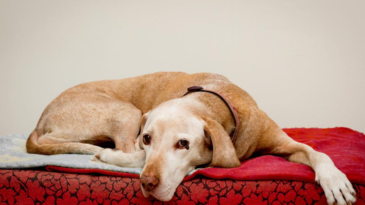 Laryngeal Paralysis in Dogs