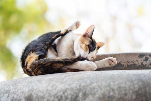Hyperesthesia in Cats​