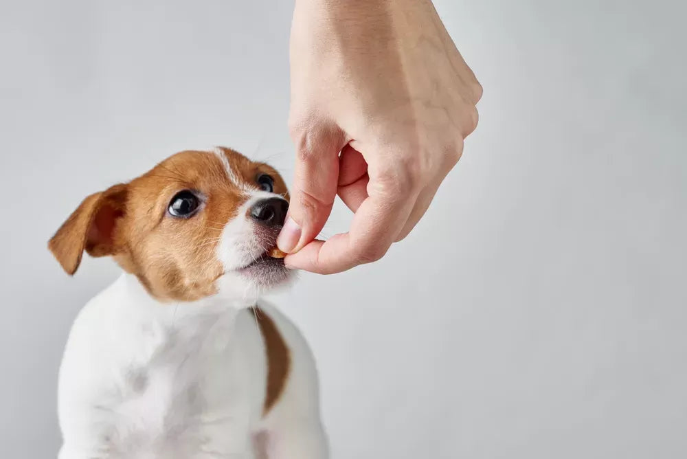 Magnesium for Dogs: Benefits and Uses