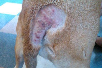Dog Hot Spot Treatment Guide: Relief for Itchy, Red, and Irritated Skin
