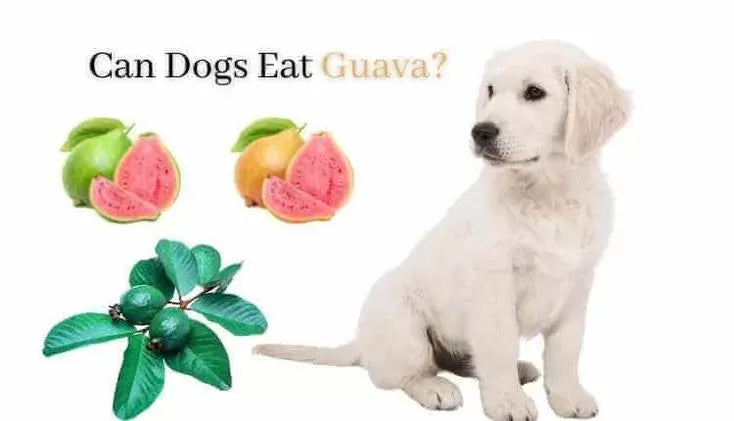 Can Dogs Eat Guava