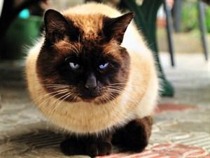 Post Traumatic Stress Disorder in Cats​