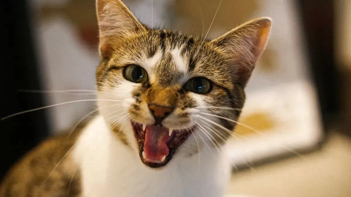 Why Is My Cat Suddenly Aggressive