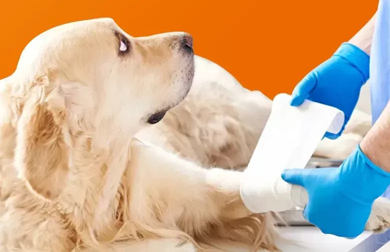 Meloxicam for Dogs Dosage Chart: Guide to Canine Pain Management