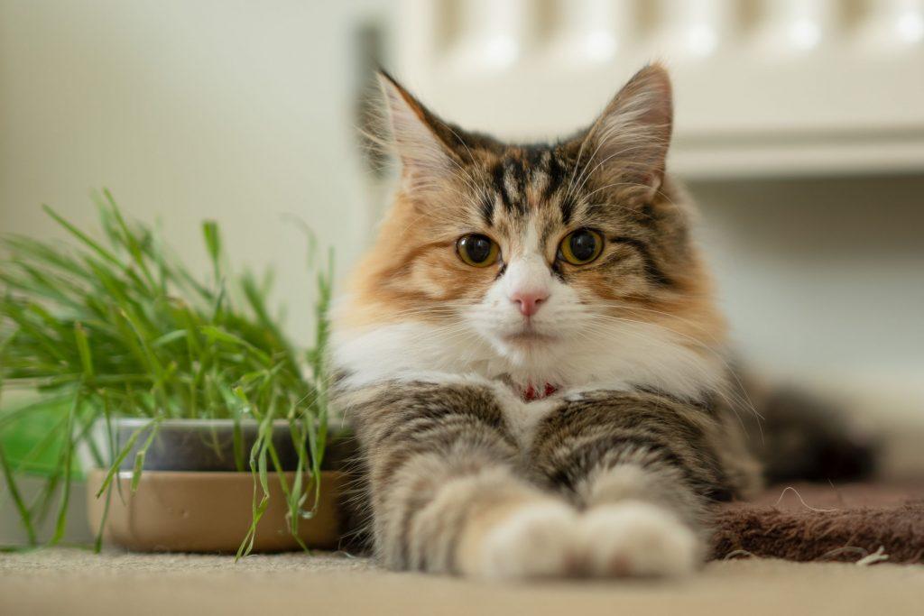 Calico Cat Personality