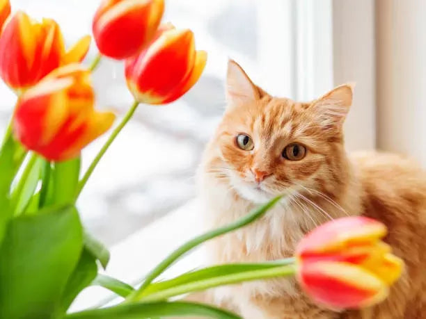 Are Tulips Poison for Cats