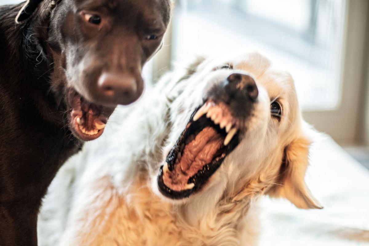 Why Is My Dog Aggressive towards Other Dogs