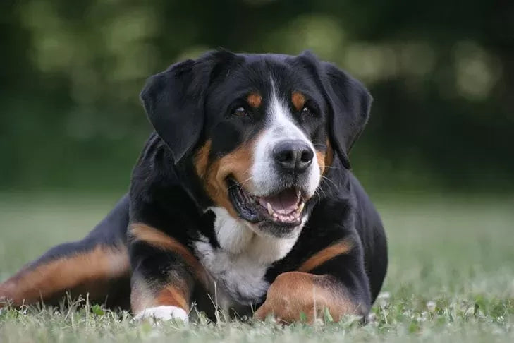 High Alp in Dogs