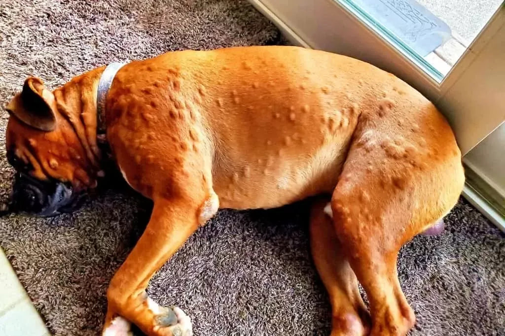 Understanding Dog Hives: Causes, Symptoms, and Treatment Options