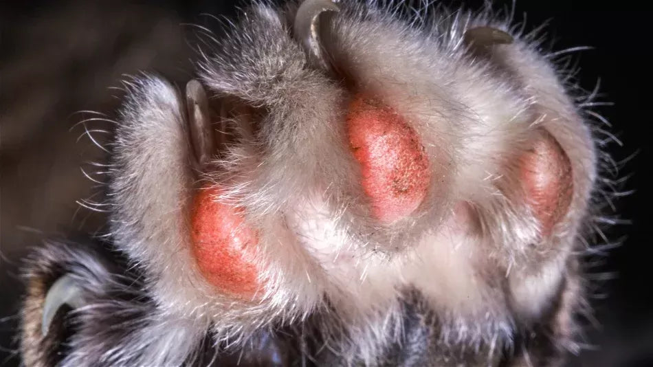 Unraveling the Mystery of Red Paws in Dogs