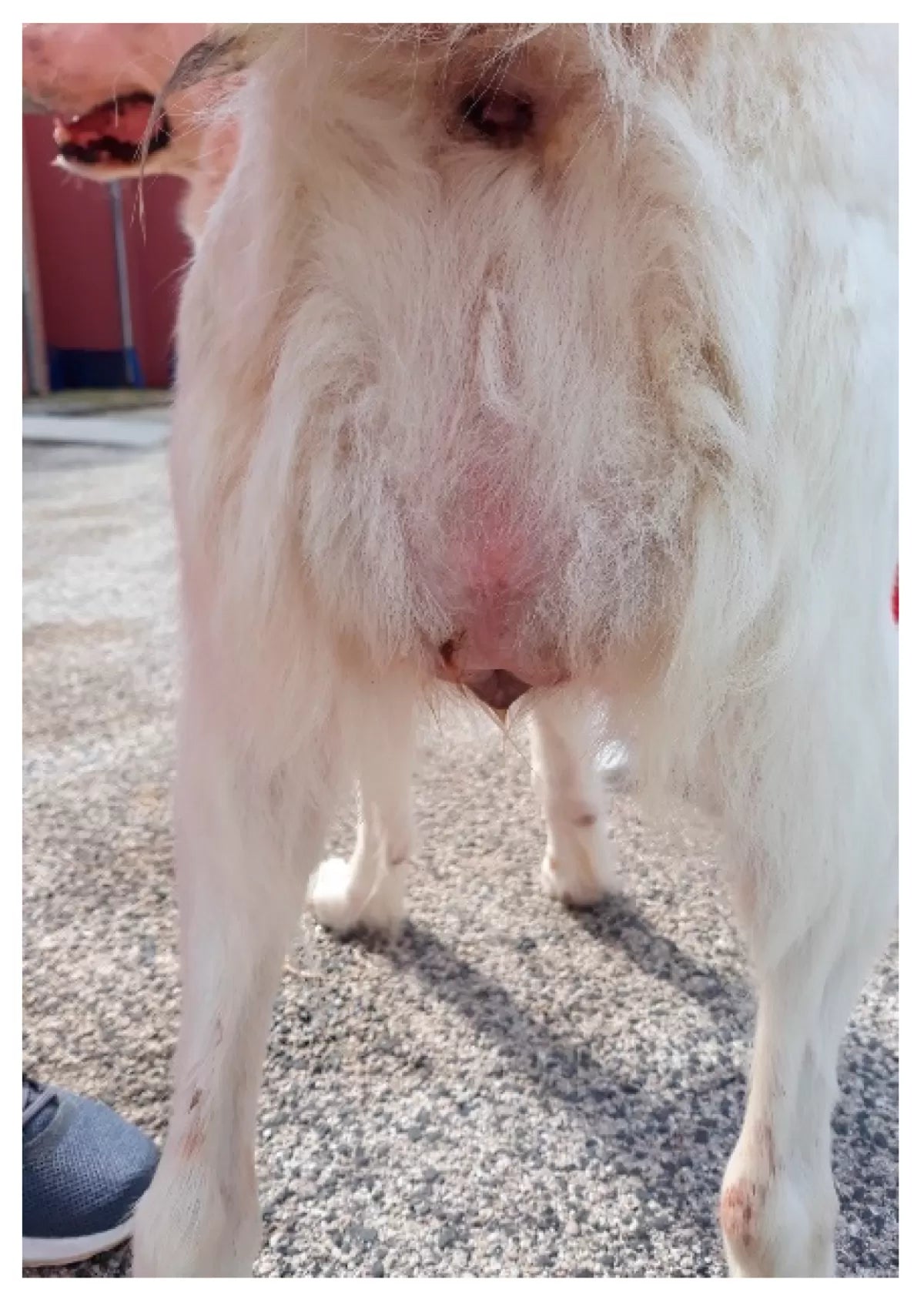 Canine Vaginal Hyperplasia