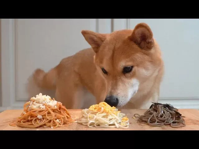 Can Dogs Eat Ramen Noodles