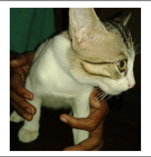 Feline Subcutaneous Emphysema