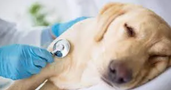 Congestive Heart Failure in Dogs