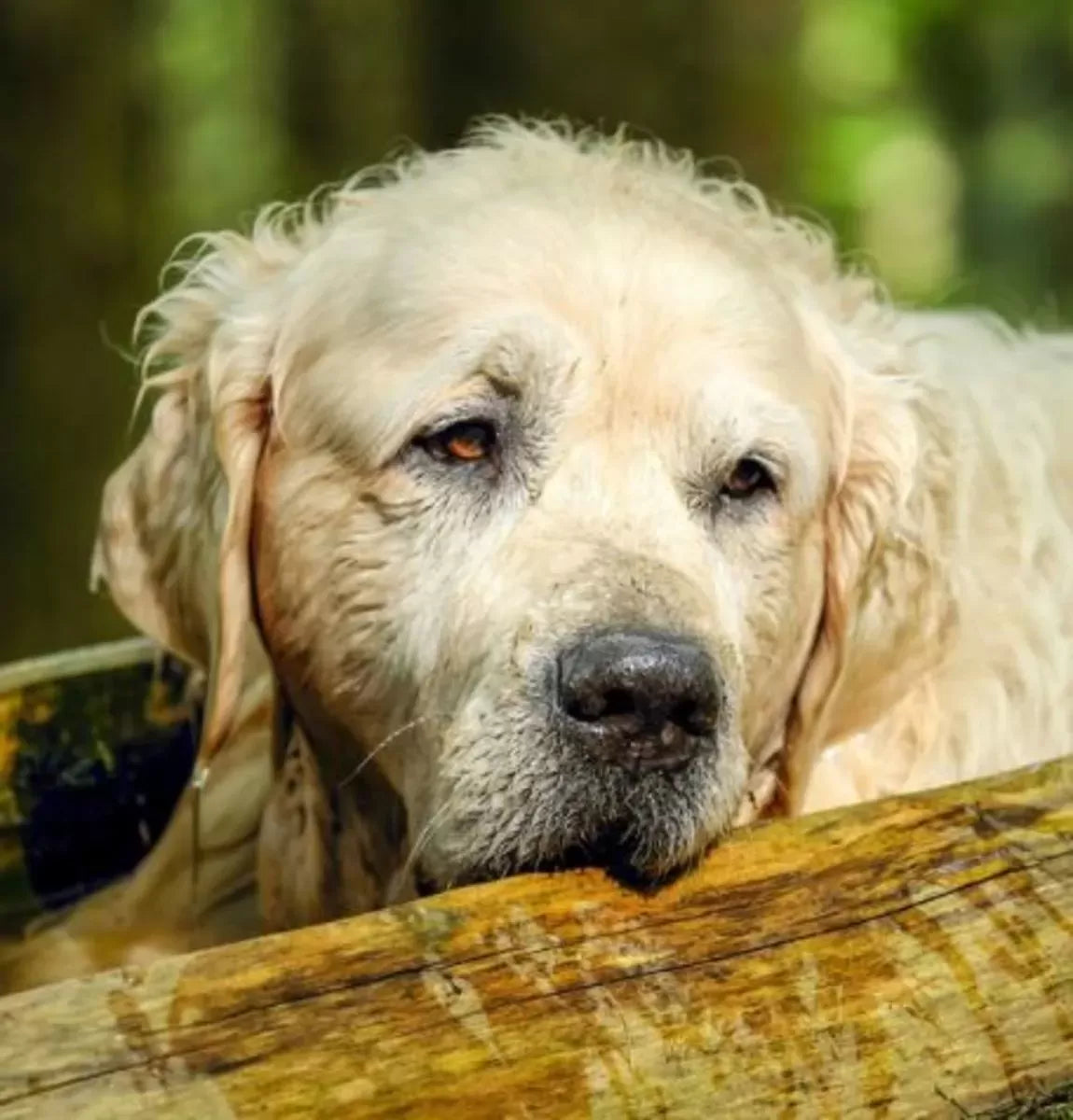 What Age Is A Dog Considered A Senior