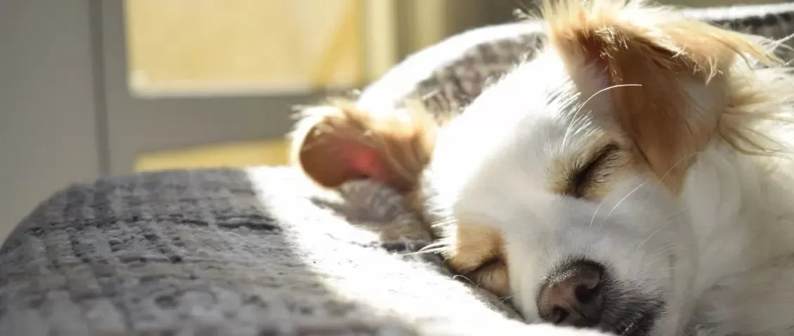 Prednisone Side Effects in Dogs