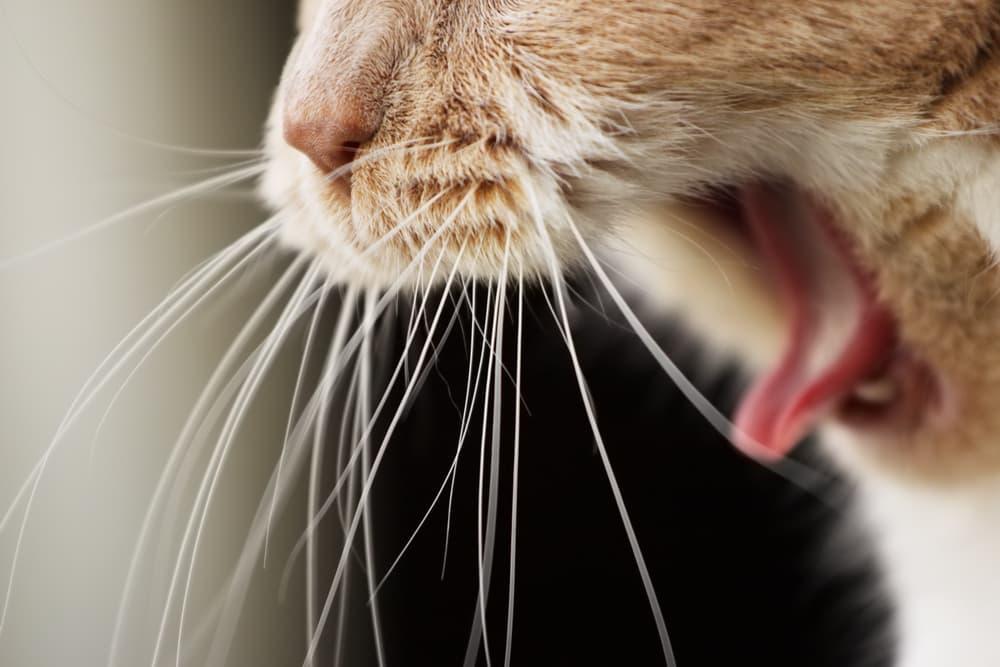 Cat Constantly Throwing Up: Causes, Concerns, and Solutions