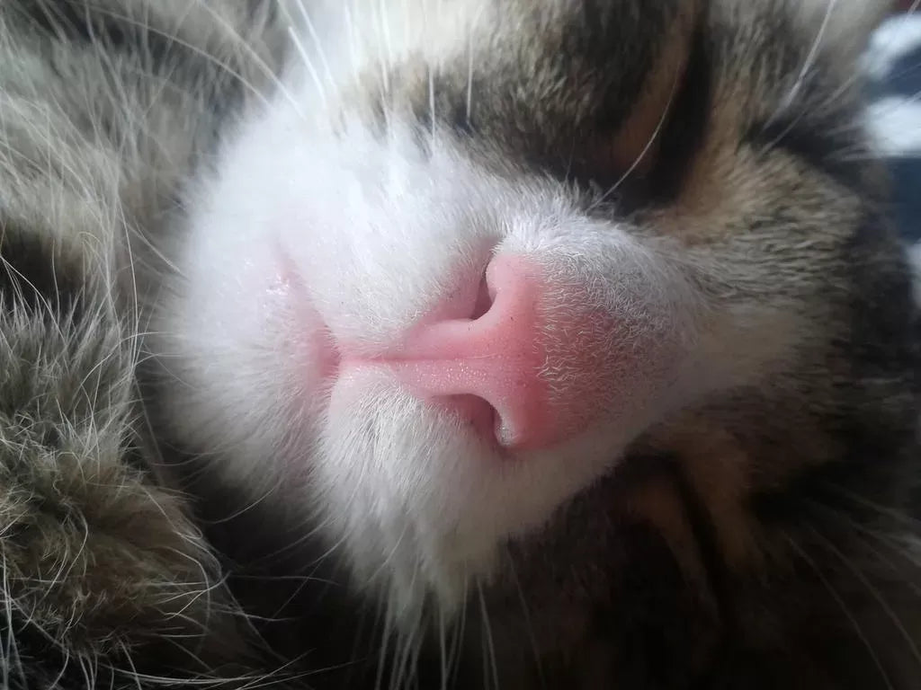 Understanding Cat Nasal Polyps: Symptoms, Treatment, and Prognosis