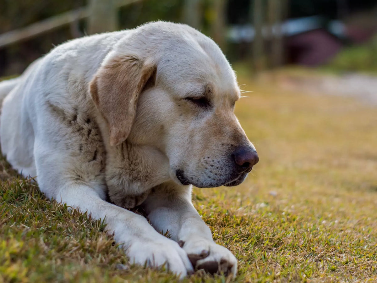 Kidney Dysplasia in Dogs: A Complete Guide for Pet Owners