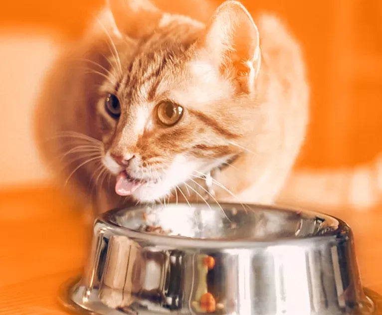Milk Thistle for Pets: Supports Liver Health, Protects Liver
