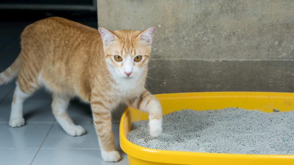 Is Baking Soda Bad for Cats