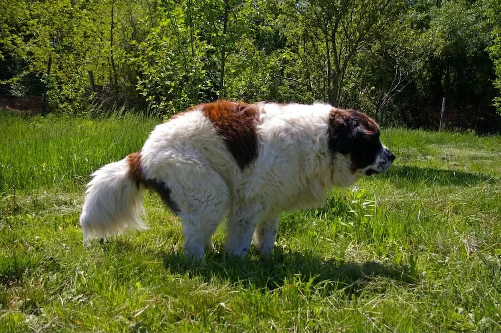 Dog Constipation: Causes, Symptoms, and Remedies