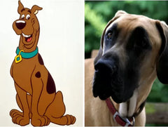 What Kind of Dog Is Scooby-Doo​