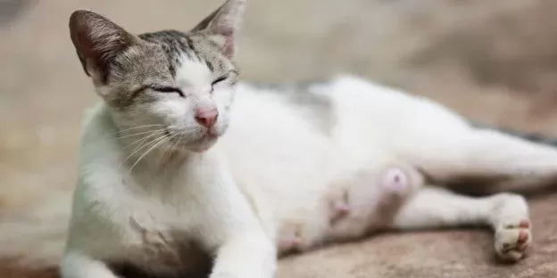 Understanding Pyometra in Cats