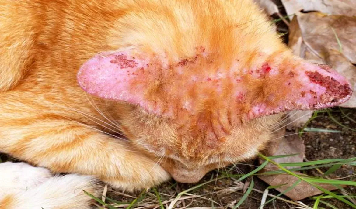 Understanding Cat Fungal Infection Skin: Causes, Symptoms, and Treatment