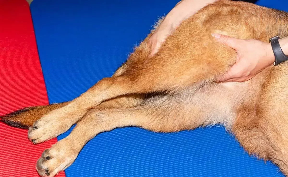 Hip Dysplasia vs. Arthritis in Dogs