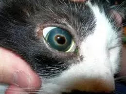 Corneal Sequestrum in Cats