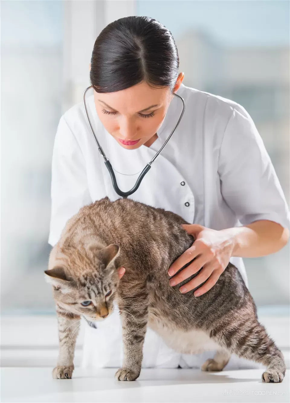 A Comprehensive Guide to Cat Skin Disorders and How to Manage Them