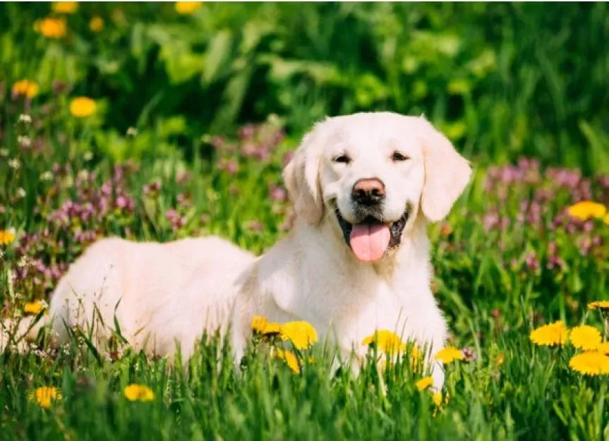 How to Treat Ringworm in Dogs at Home