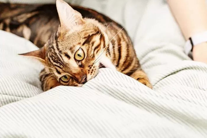 Why Do Cats Knead And Bite The Blanket